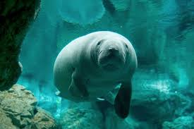 Acquario di Genova-3