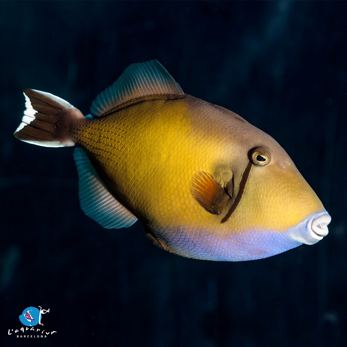 Aquarium de Barcelona-5
