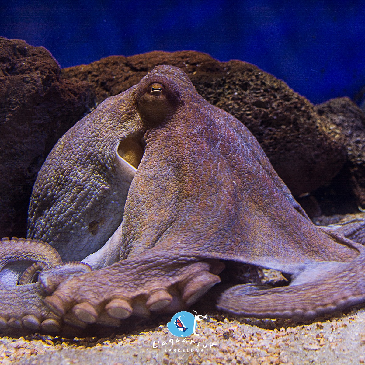 Aquarium de Barcelona-4