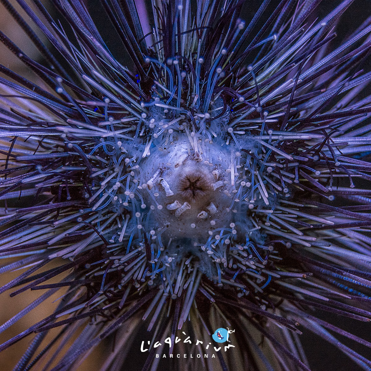 Aquarium de Barcelona-6
