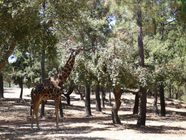 Badoca Safari Park