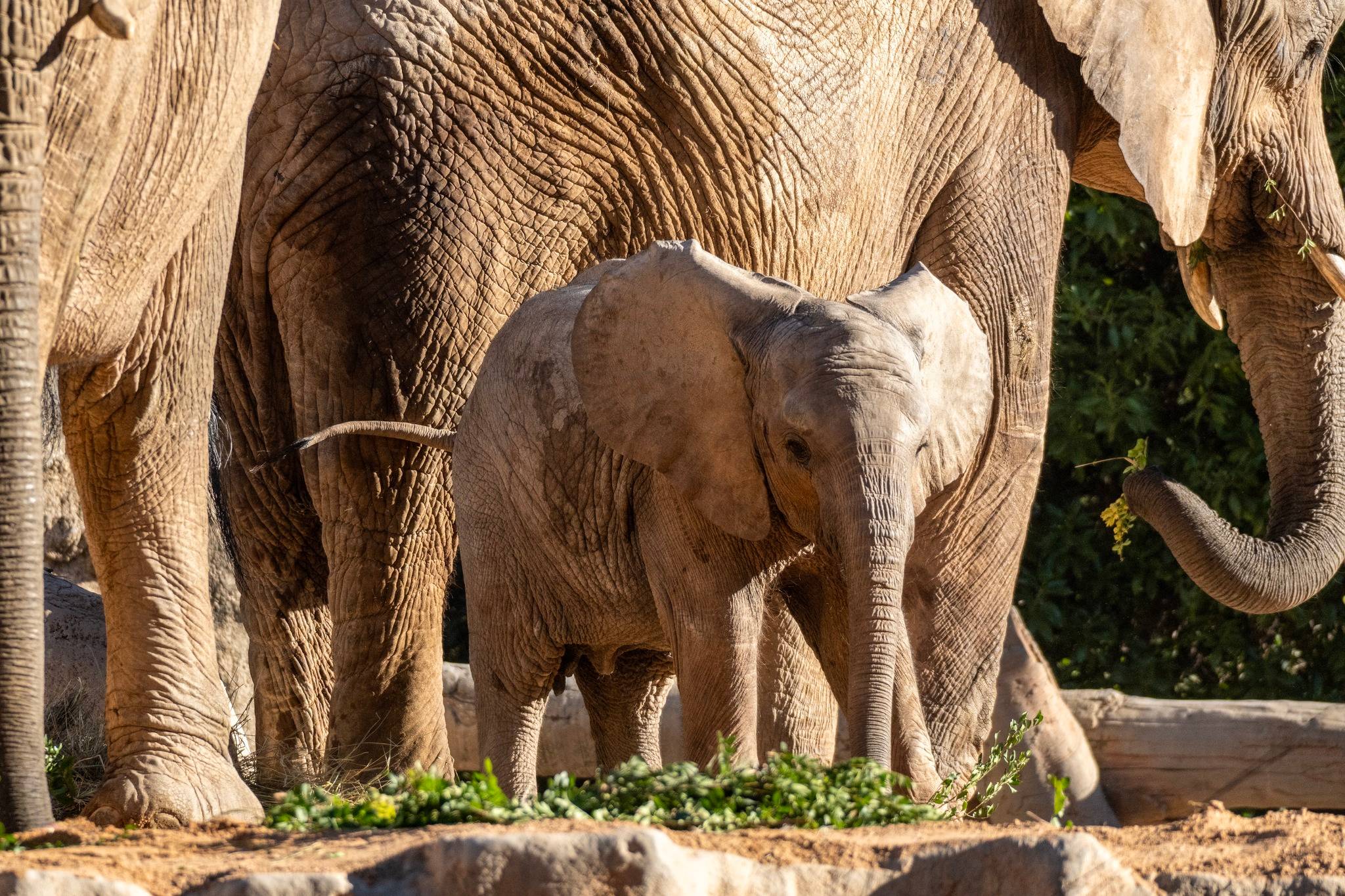 Bioparc Valencia-4