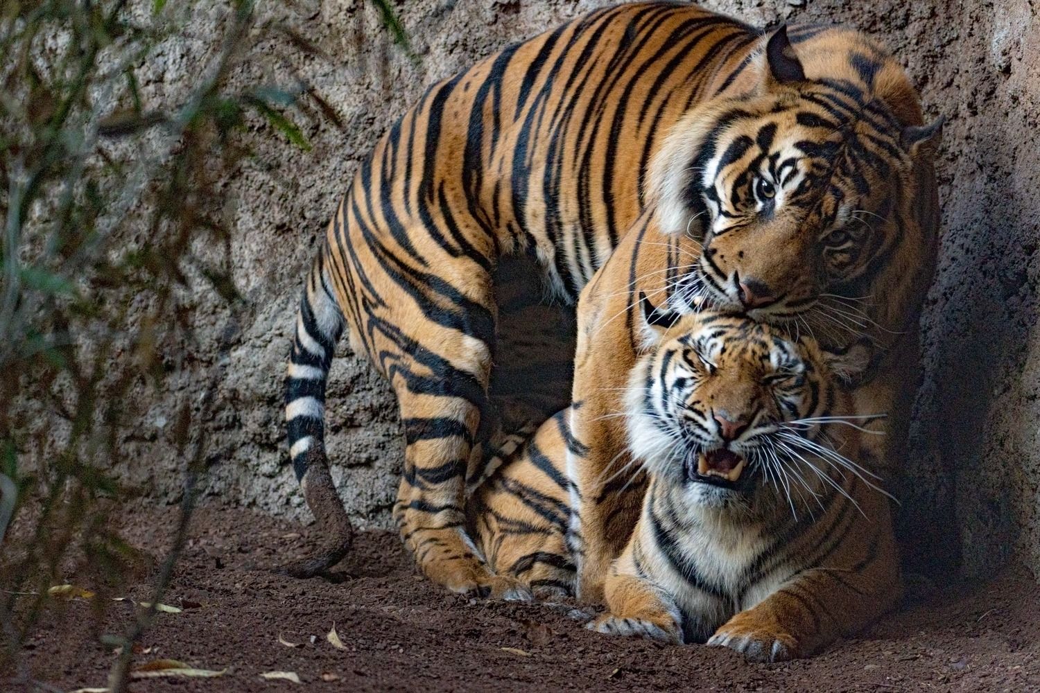 Bioparc Fuengirola-1