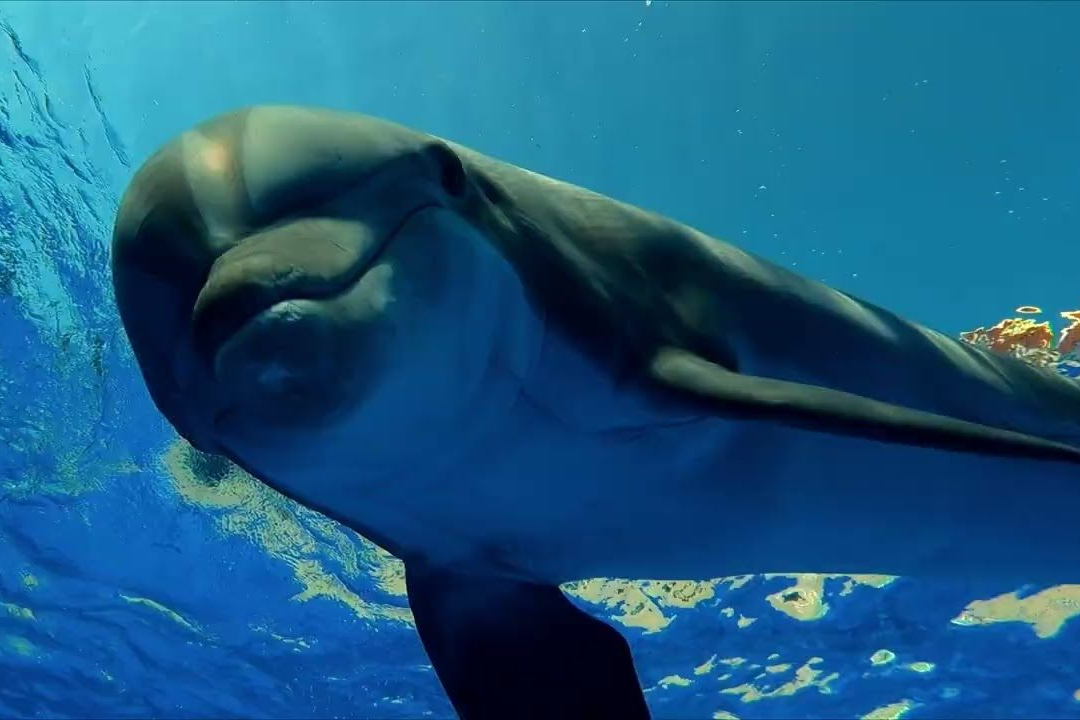 Marineland Cataluña-1