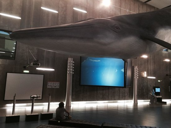 Museu da Baleia da Madeira-3