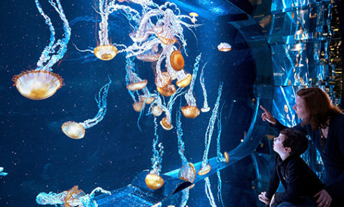 Nausicaa - Boulogne-sur-Mer-2