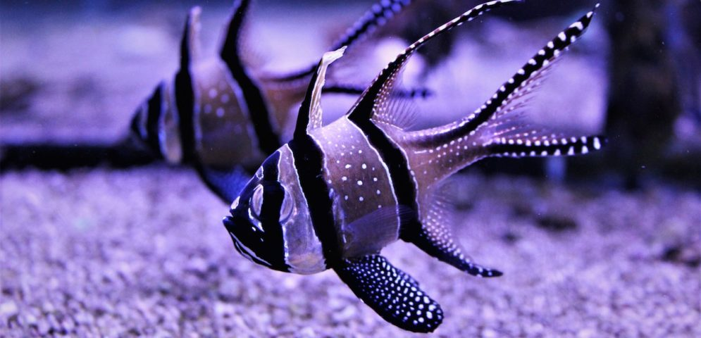 Nausicaa - Boulogne-sur-Mer-1