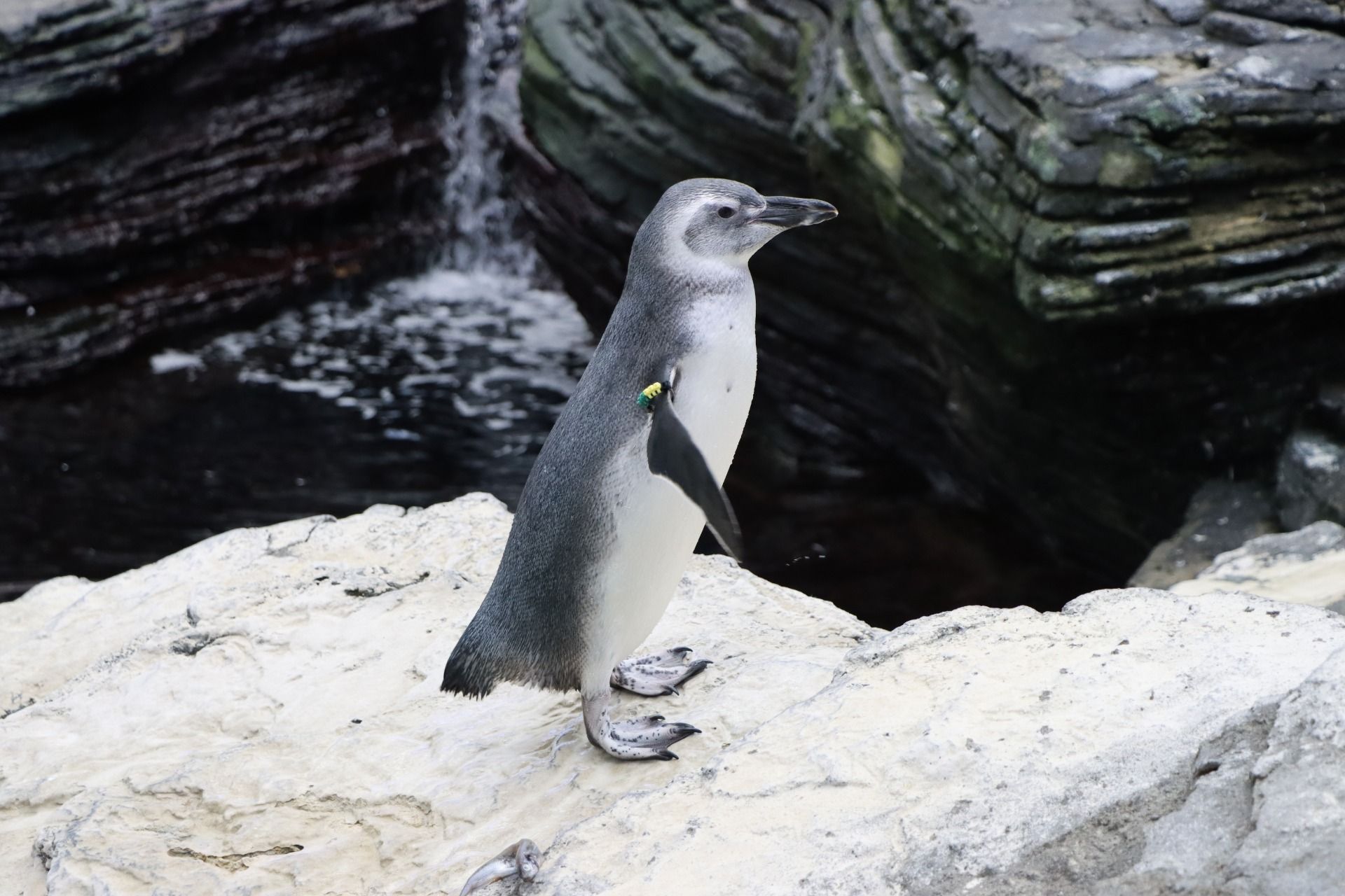Oceanario de Lisboa-8