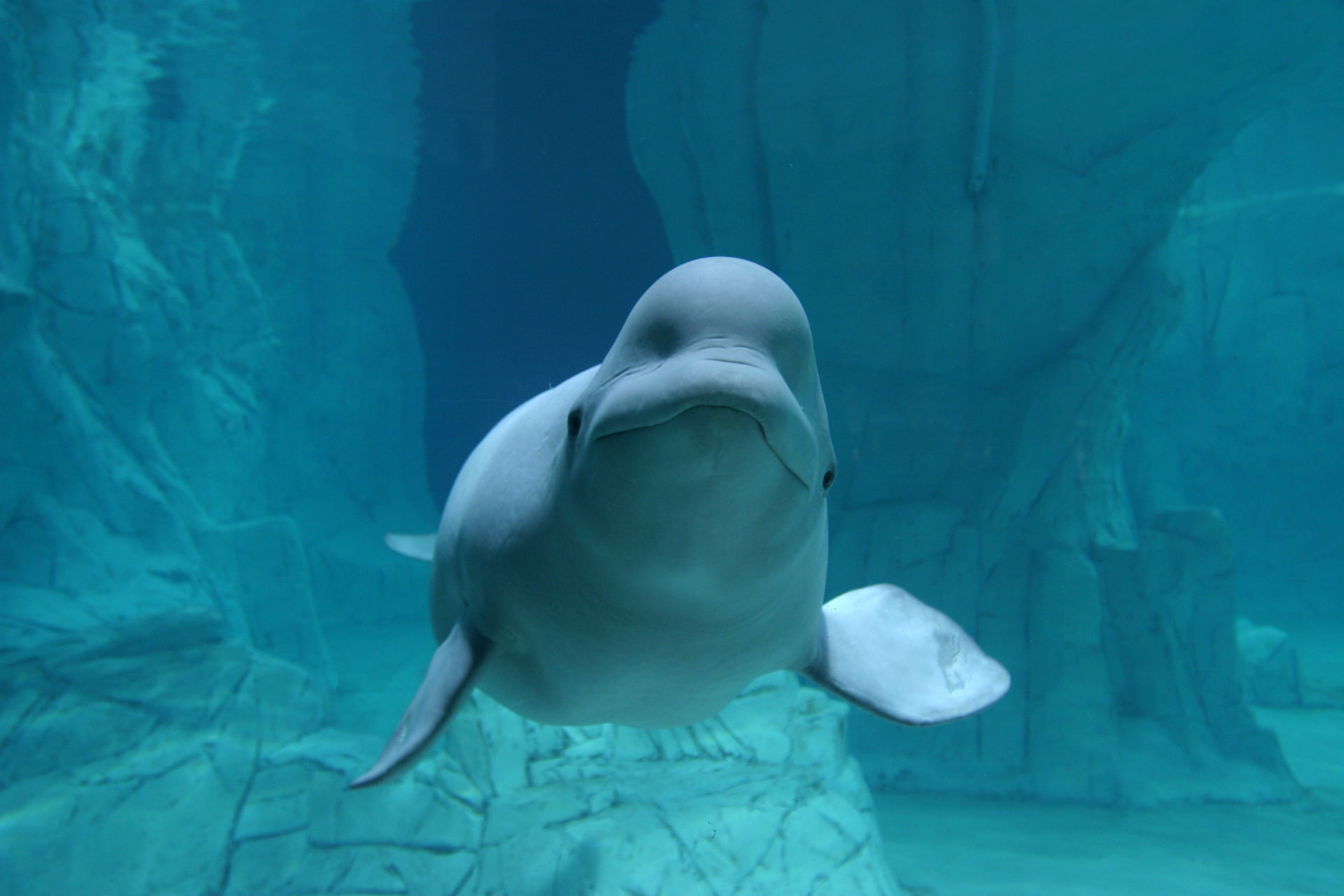Oceanogràfic-3