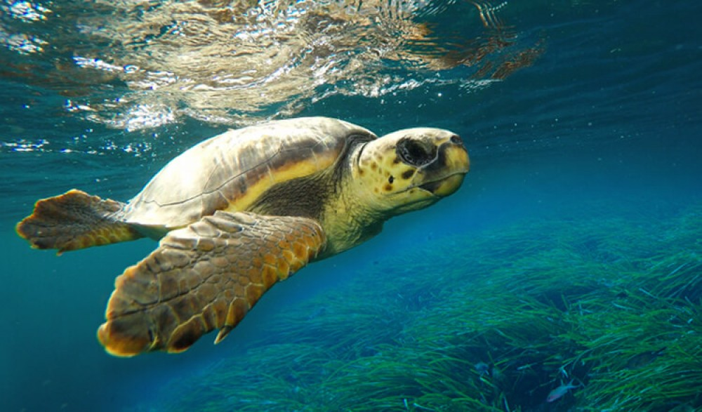 Palma Aquarium Mallorca-5
