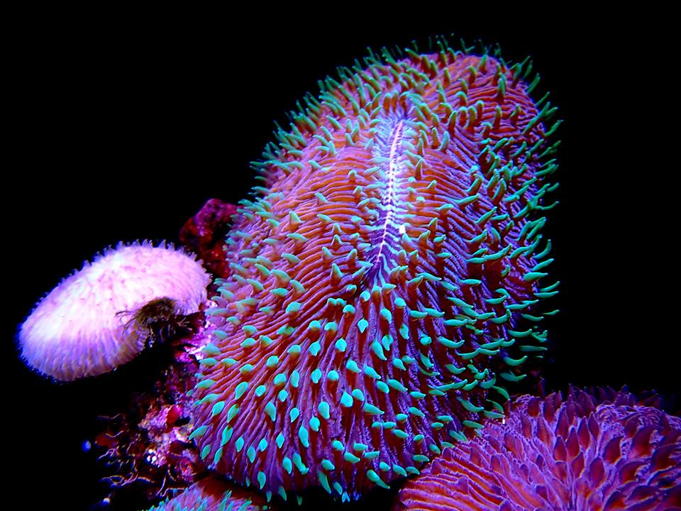 Palma Aquarium Mallorca-4