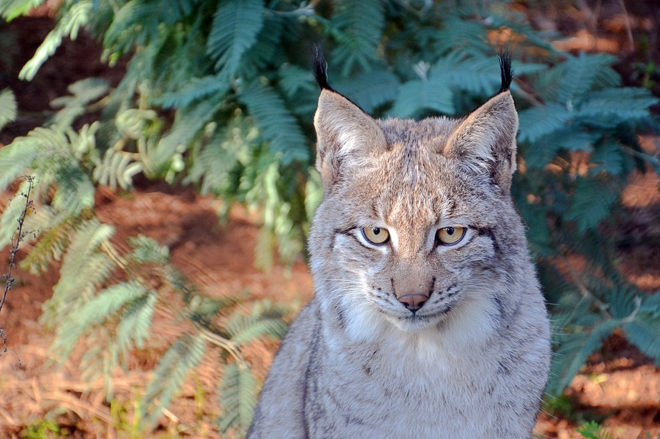 Parque Biológico da Serra da Lousã-5