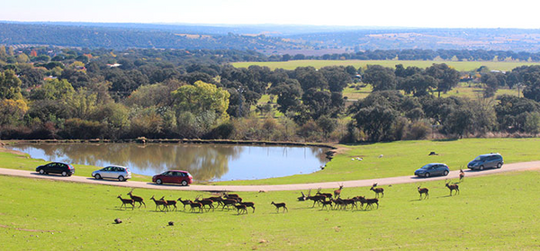 Safari Madrid