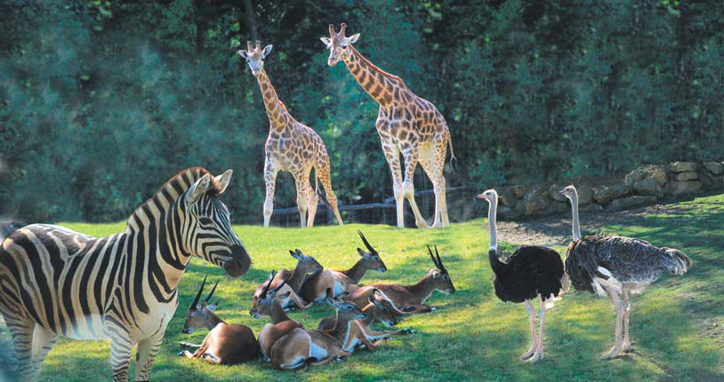 Zoo d'Amnéville-6