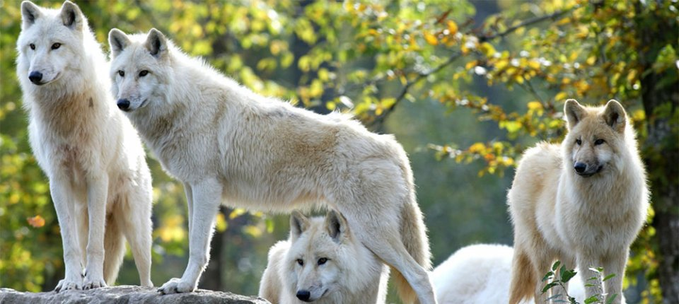 ZooParc de Beauval-3