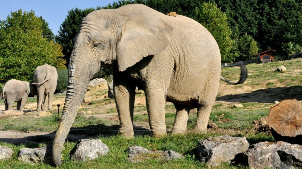 ZooParc de Beauval-2